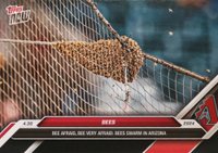 2024 Topps Now #145 Bees Baseball Card
